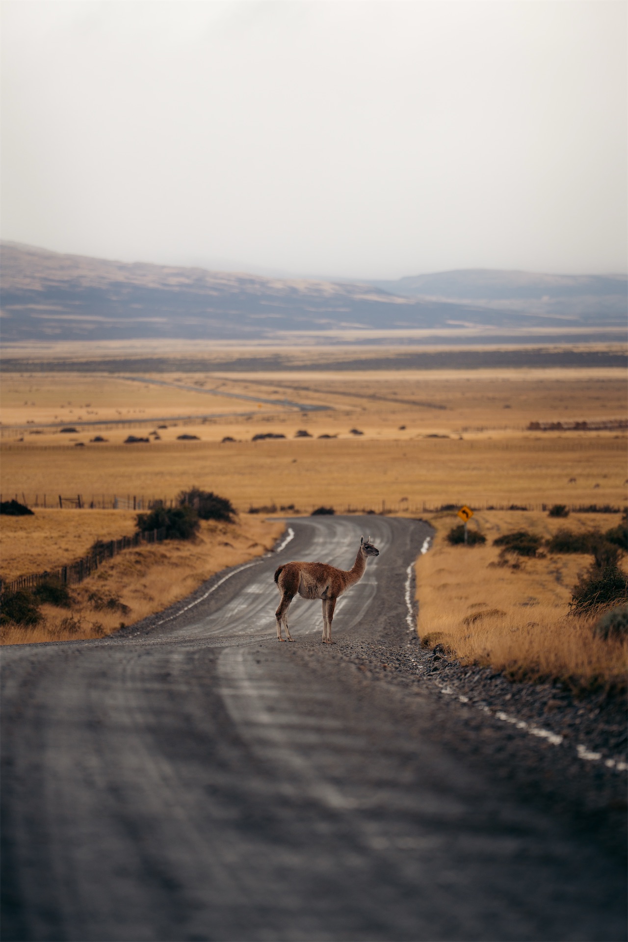 tierra patagonia guanaco wildlife road