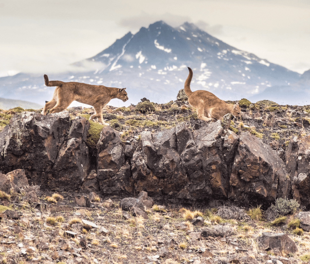 Pumas roam freely across the Patagonian wilderness near Ecocamp Patagonia. Photography courtesy of Ecocamp Patagonia.