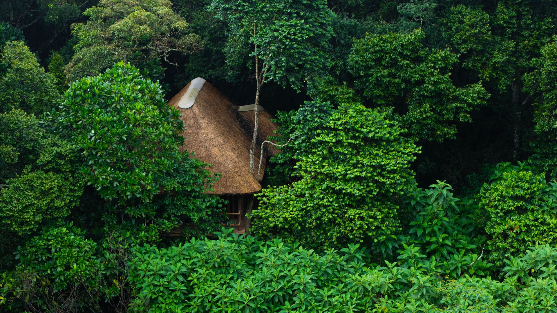 Thatched-roof cabin partially hidden within dense green forest at Koroi Forest Camp.