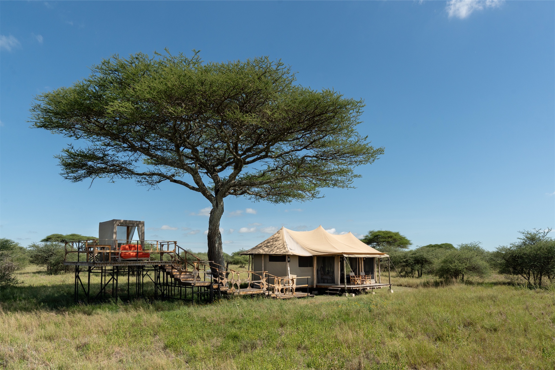 Safari tent beside an elevated treehouse platform beneath an acacia tree at Olmara Camp.